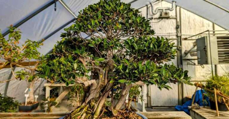 Do Bonsai Trees Lose Their Leaves in Winter