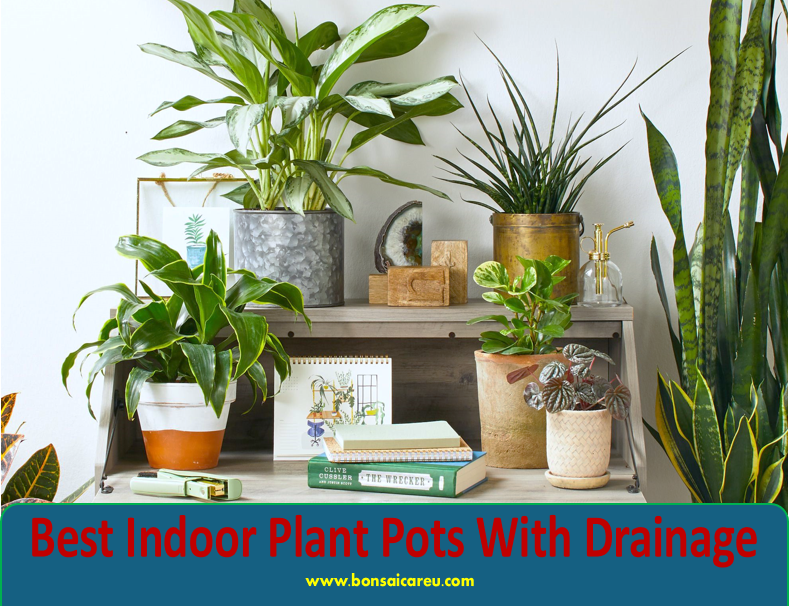 Best Indoor Plant Pots With Drainage