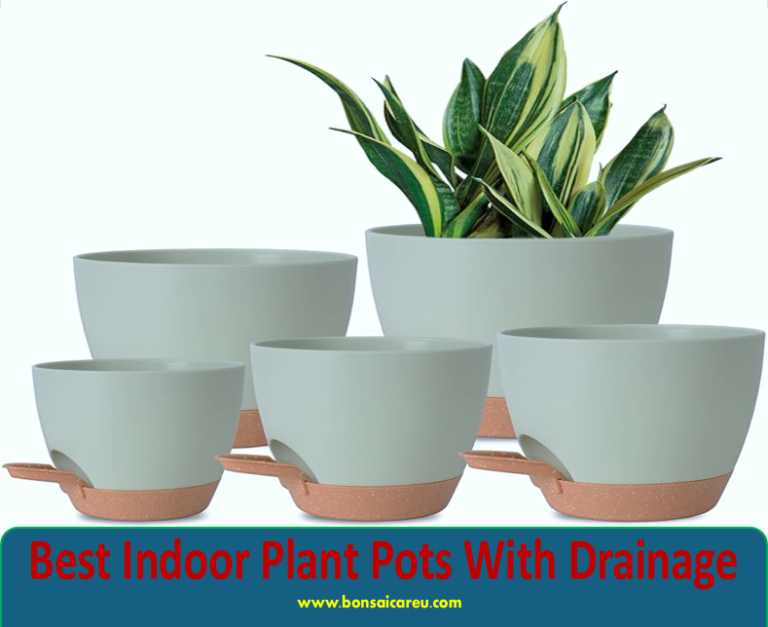 Best Indoor Plant Pots With Drainage