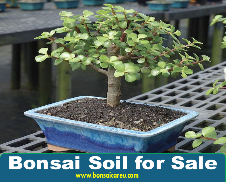 Bonsai Soil for Sale