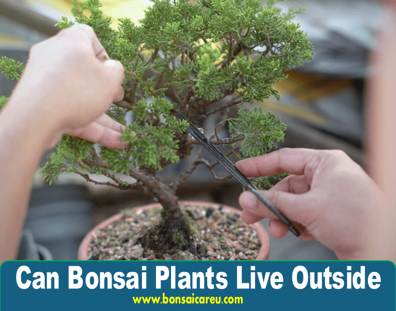 Can Bonsai Plants Live Outside