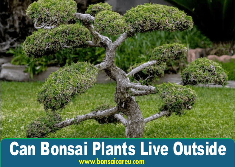 Can Bonsai Plants Live Outside