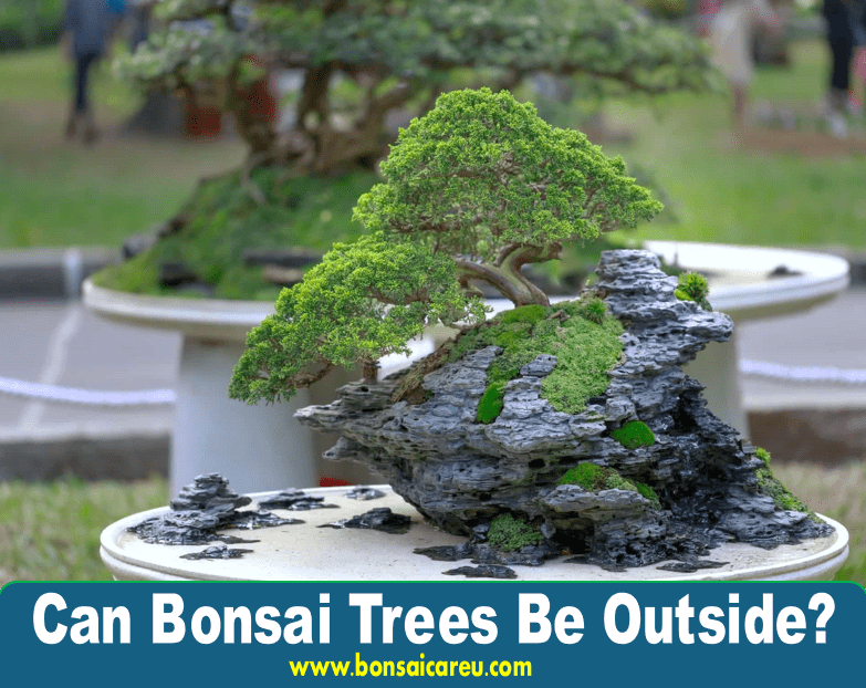 Can Bonsai Trees Be Outside?