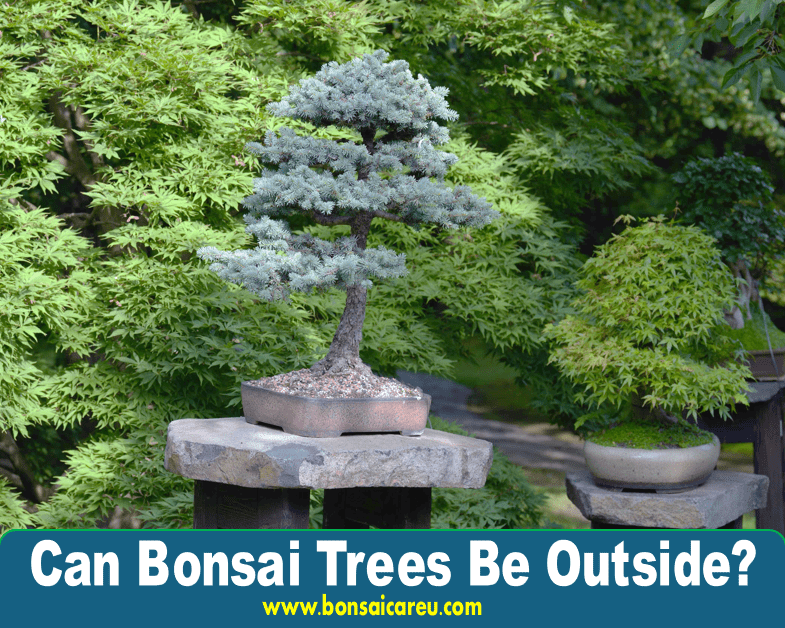 Can Bonsai Trees Be Outside?