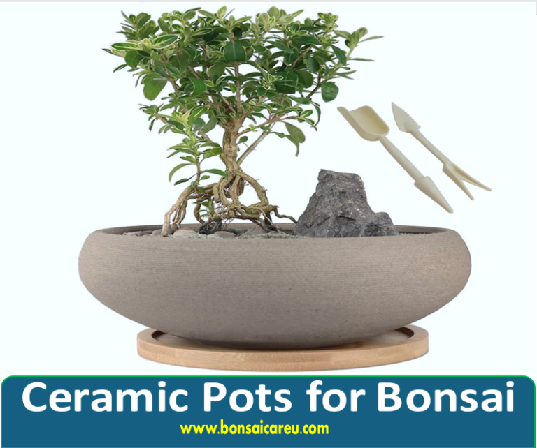 Ceramic Pots for Bonsai