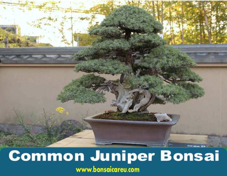 Common Juniper Bonsai