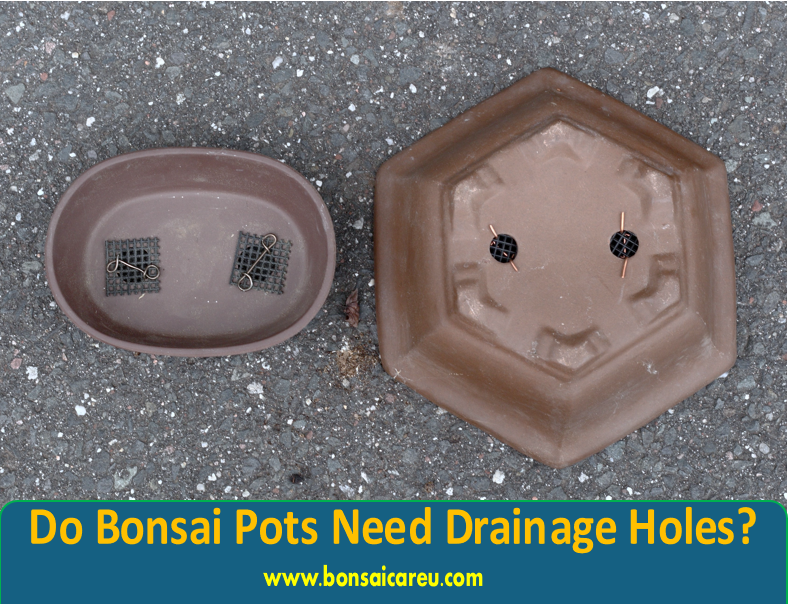 Do Bonsai Pots Need Drainage Holes?