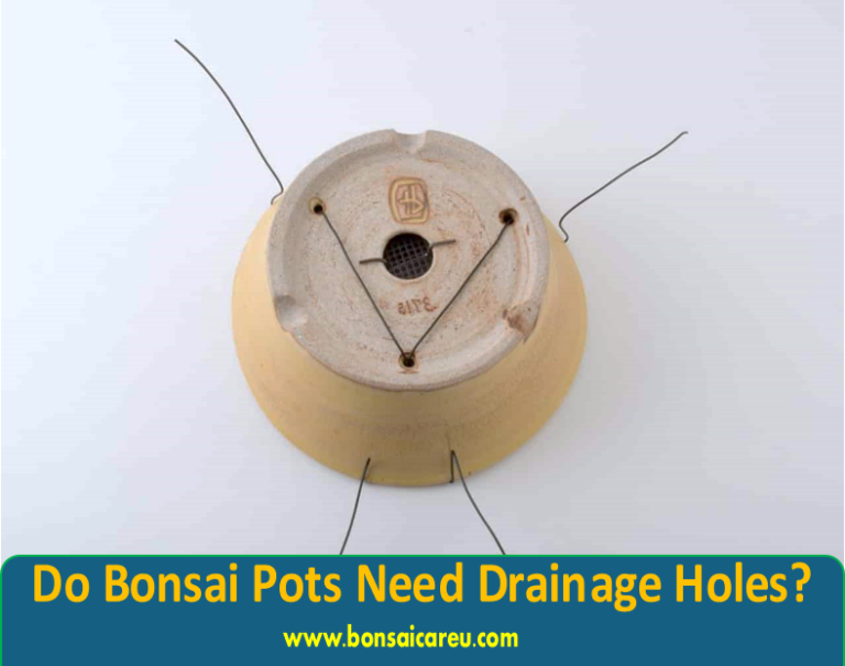 Do Bonsai Pots Need Drainage Holes?