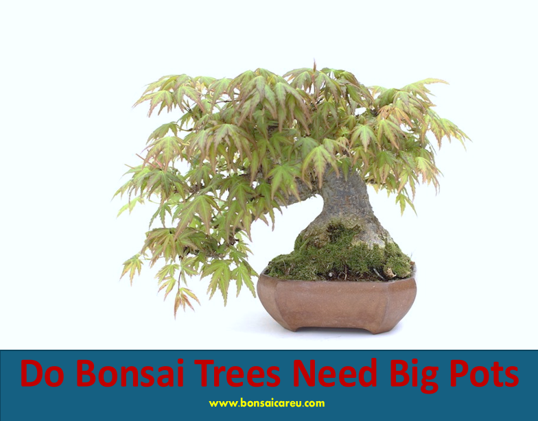 Do Bonsai Trees Need Big Pots