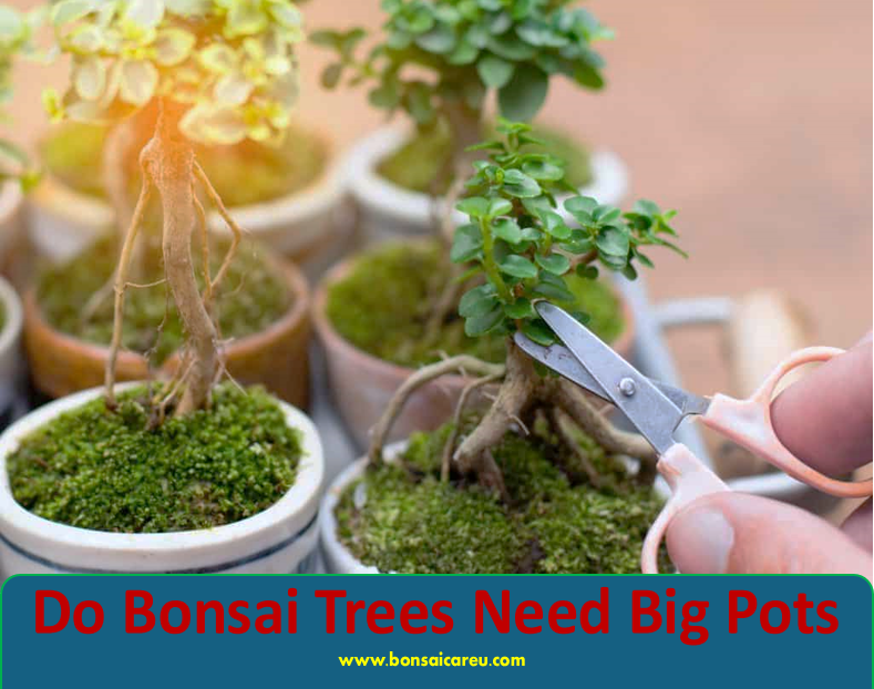 Do Bonsai Trees Need Big Pots