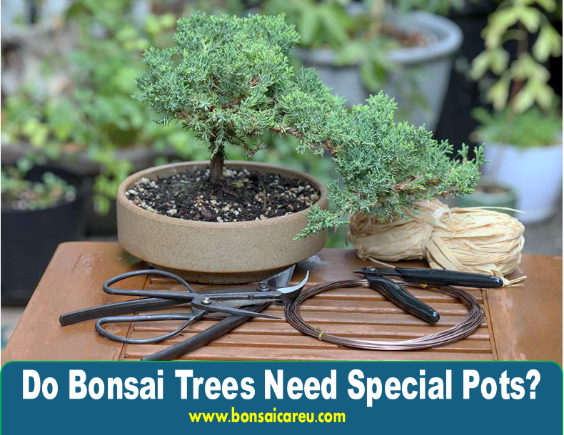 Do Bonsai Trees Need Special Pots?