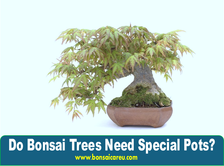 Do Bonsai Trees Need Special Pots?
