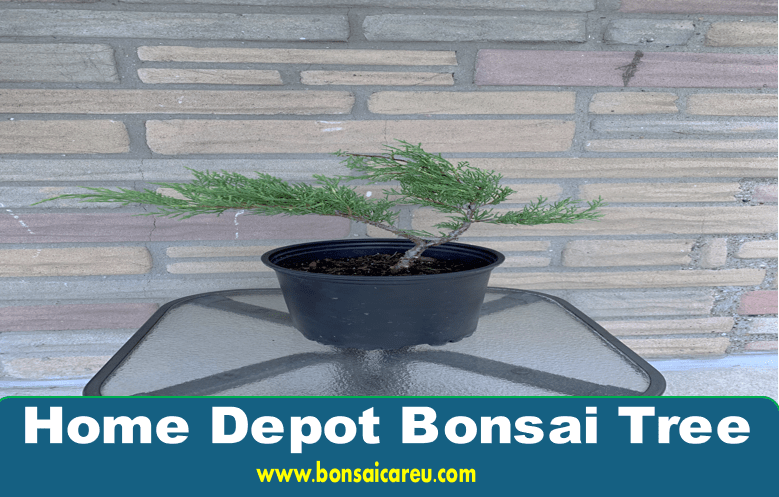 Home Depot Bonsai Tree