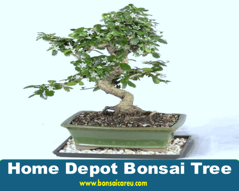 Home Depot Bonsai Tree