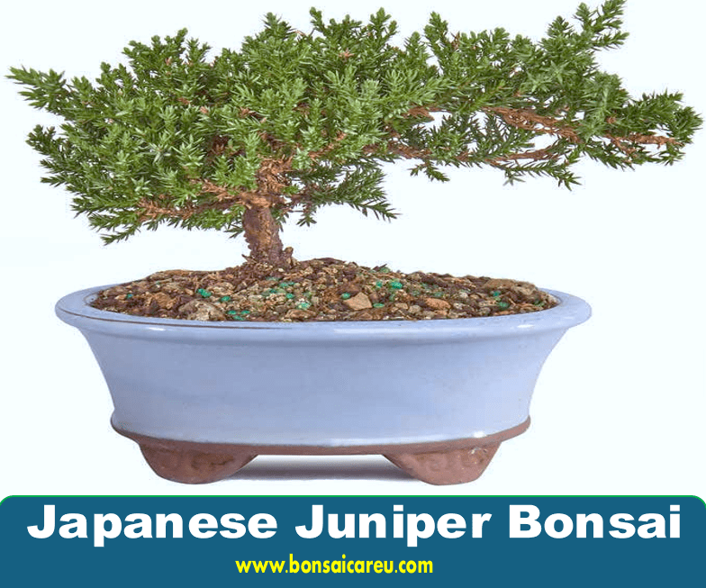 Japanese Juniper Bonsai