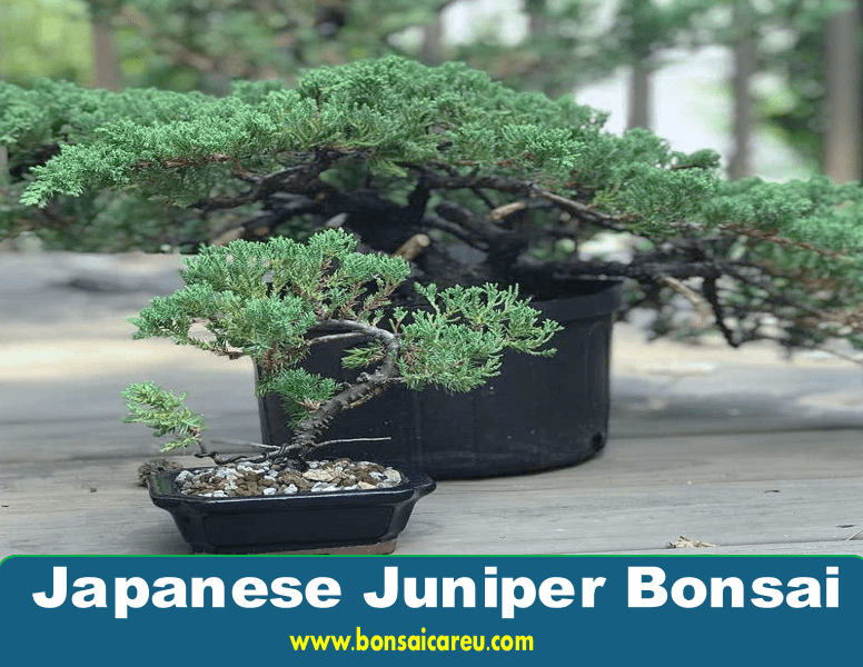 Japanese Juniper Bonsai