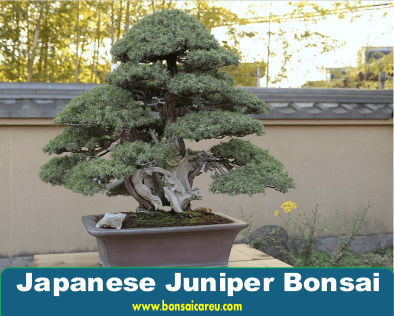 Japanese Juniper Bonsai