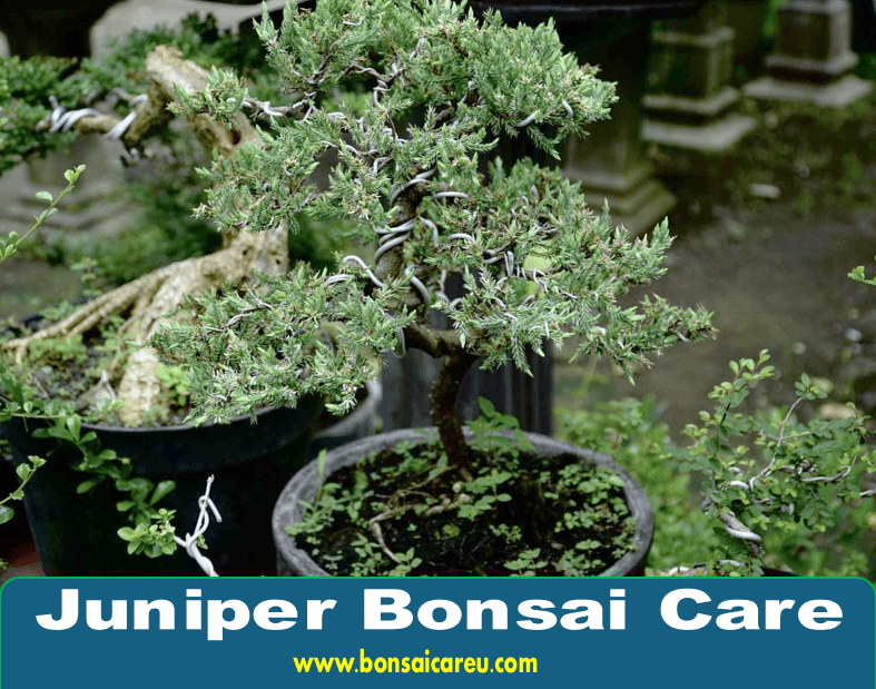 Juniper Bonsai Care