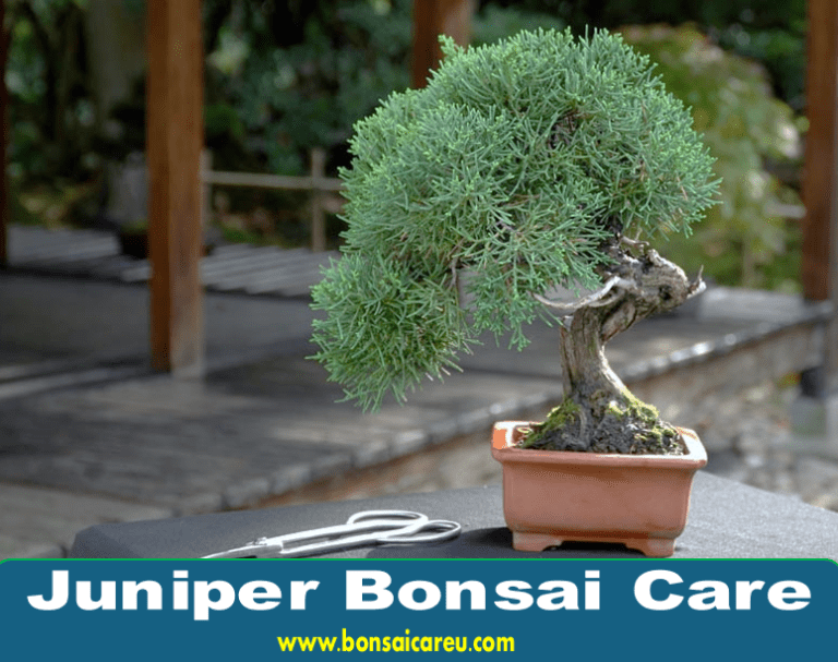 Juniper Bonsai Care