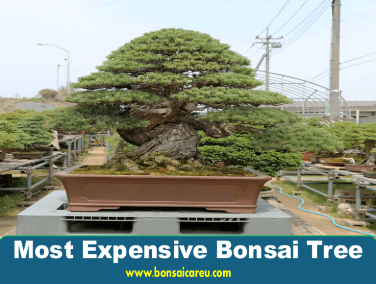 Most Expensive Bonsai Tree