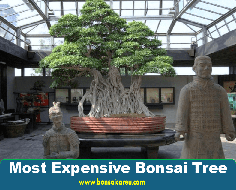 Most Expensive Bonsai Tree