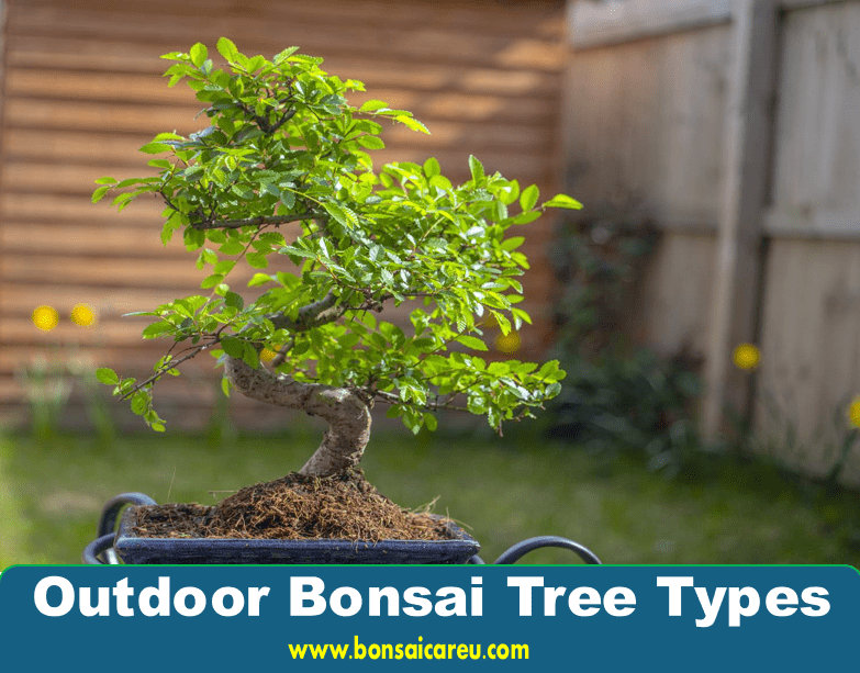 Outdoor Bonsai Tree Types