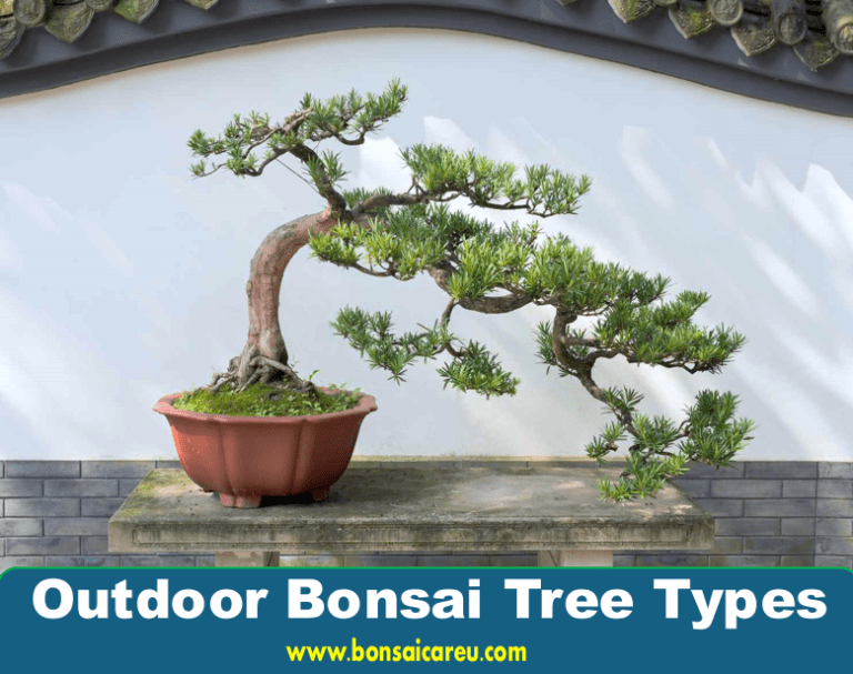 Outdoor Bonsai Tree Types