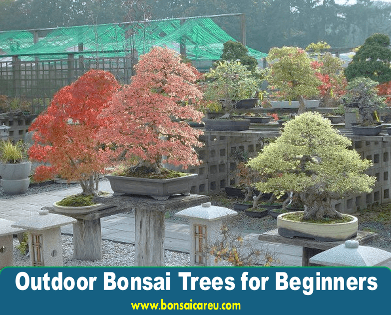 Outdoor Bonsai Trees for Beginners