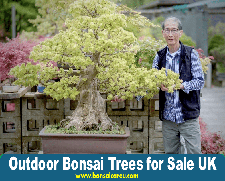 Outdoor Bonsai Trees for Sale UK