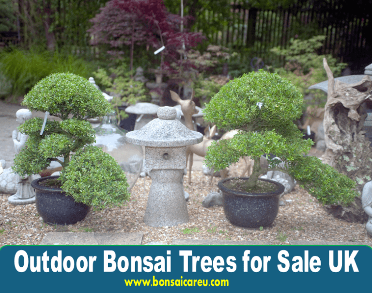 Outdoor Bonsai Trees for Sale UK