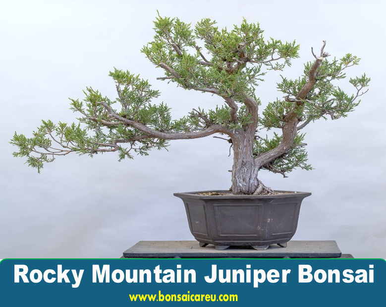 Rocky Mountain Juniper Bonsai