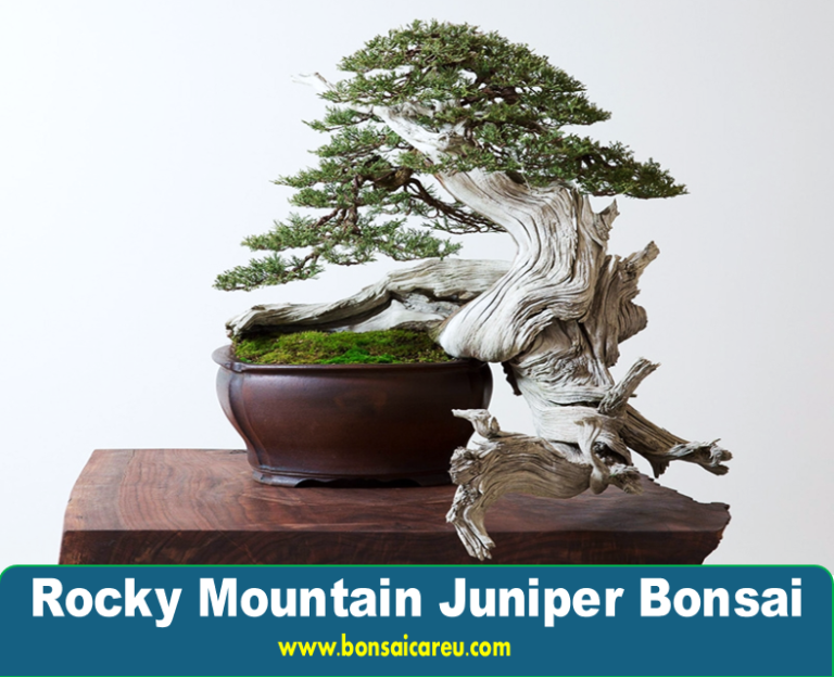 Rocky Mountain Juniper Bonsai