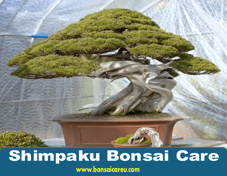 Shimpaku Bonsai Care