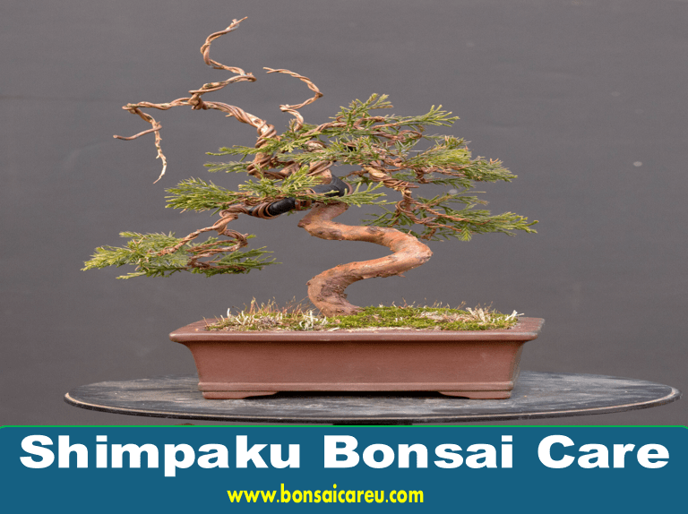 Shimpaku Bonsai Care