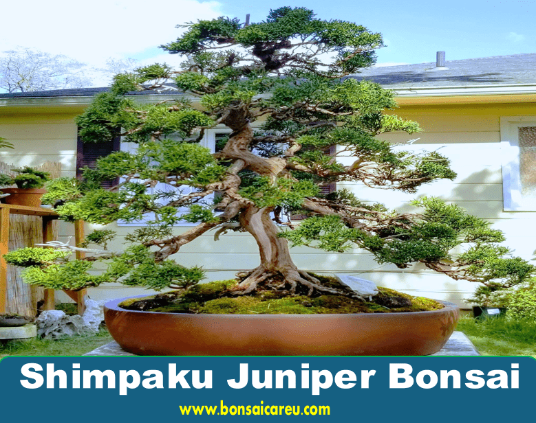 Shimpaku Juniper Bonsai