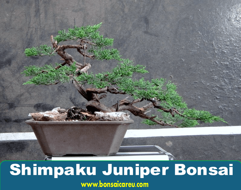 Shimpaku Juniper Bonsai