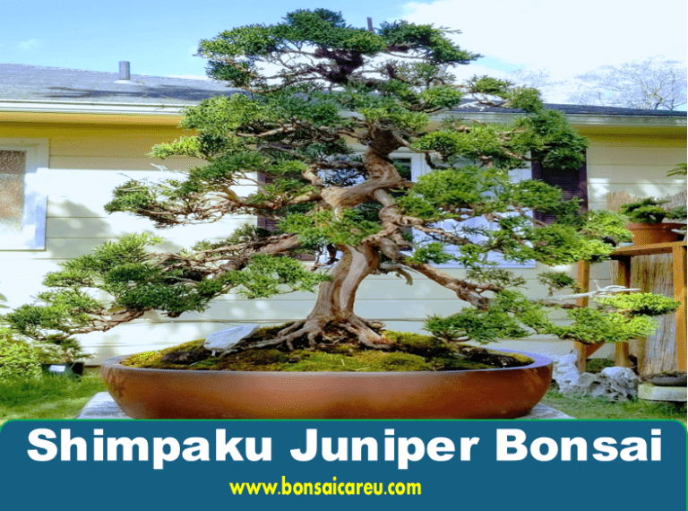 Shimpaku Juniper Bonsai