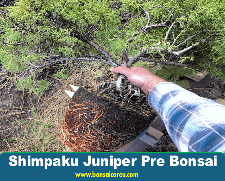 Shimpaku Juniper Pre Bonsai