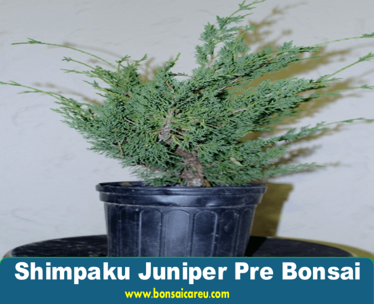 Shimpaku Juniper Pre Bonsai