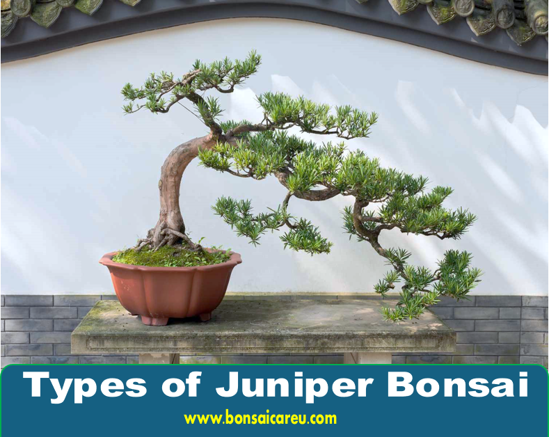 Types of Juniper Bonsai