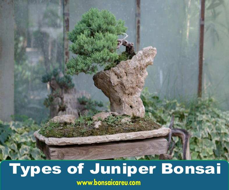 Types of Juniper Bonsai