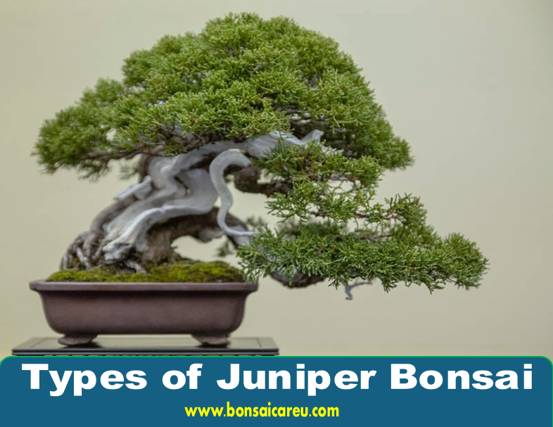 Types of Juniper Bonsai