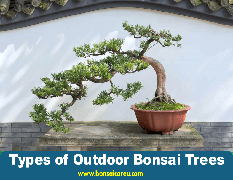 Types of Outdoor Bonsai Trees