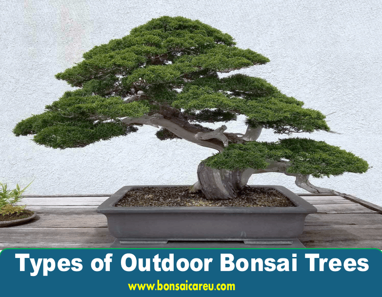 Types of Outdoor Bonsai Trees