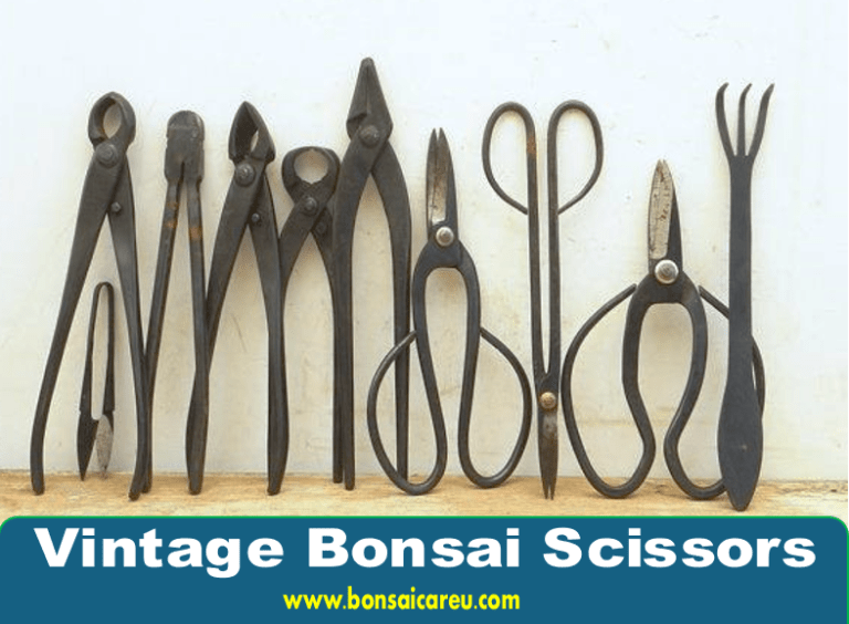 Vintage Bonsai Scissors