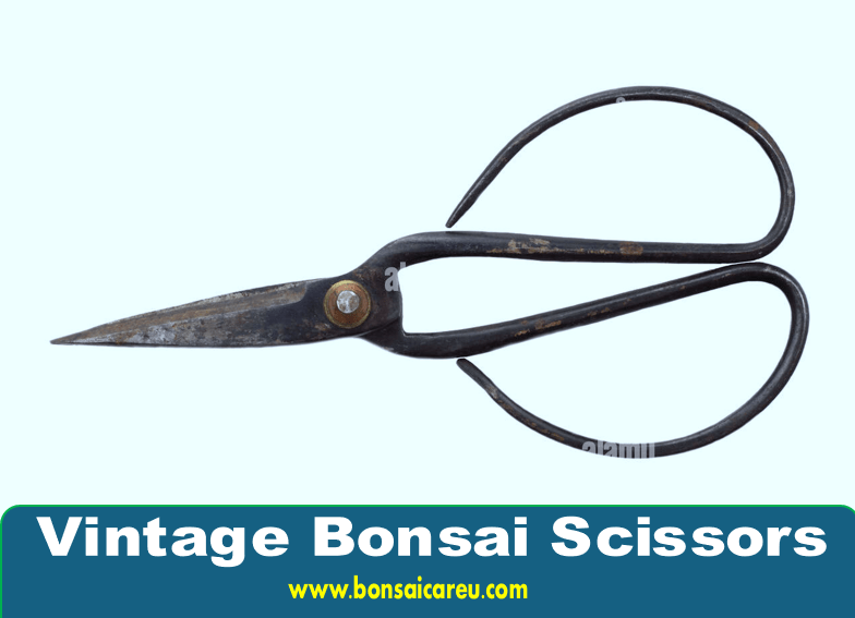 Vintage Bonsai Scissors