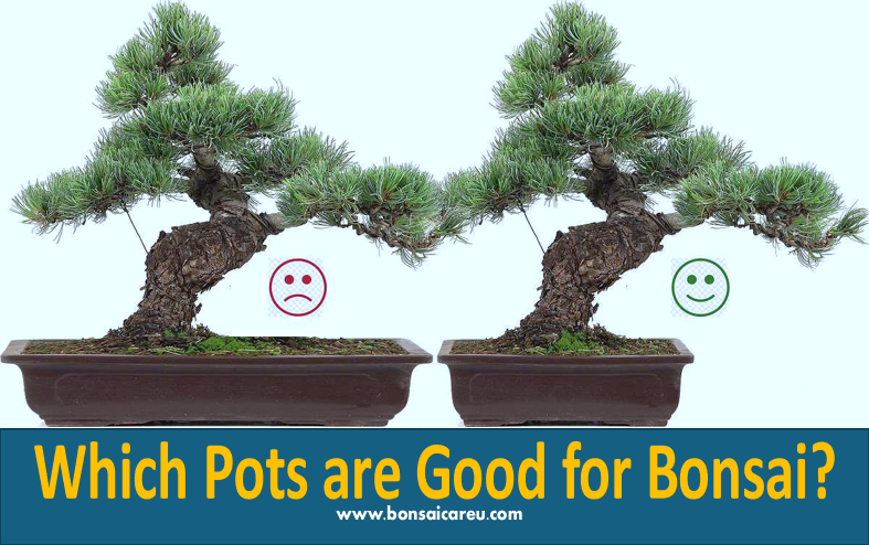 Which Pots are Good for Bonsai