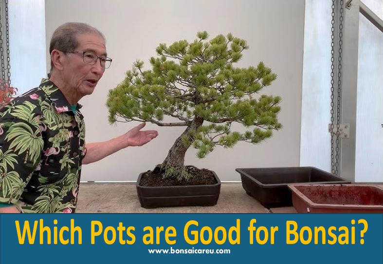 Which Pots are Good for Bonsai