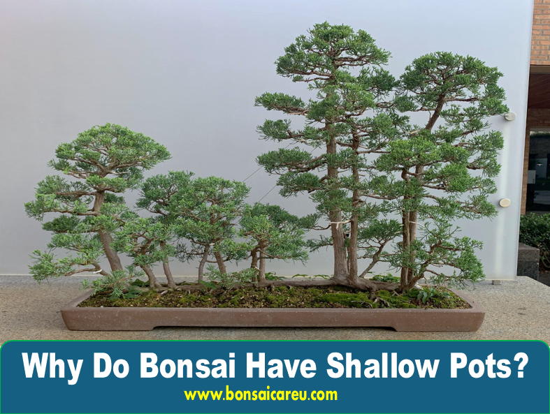 Why Do Bonsai Have Shallow Pots?