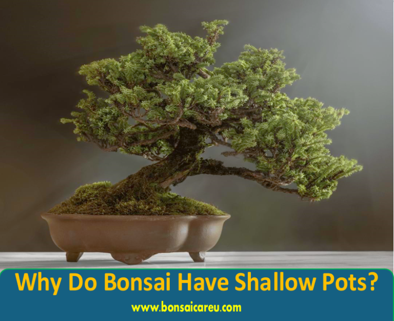 Why Do Bonsai Have Shallow Pots?